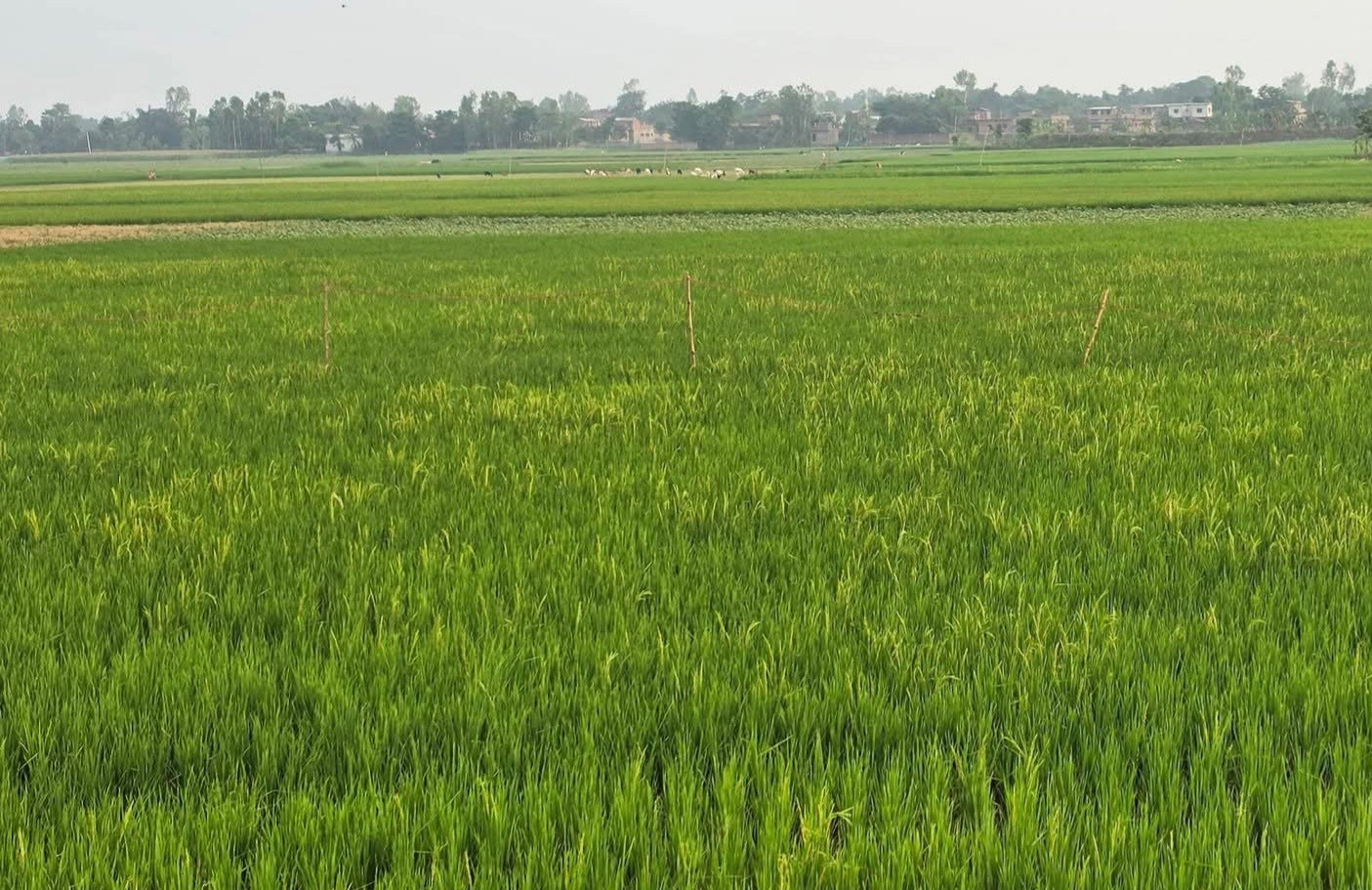 रौतहटमा धान रोपाइँको चटारो : ब्याडमा बीउ तयार, आकाशे पानीको पर्खाइमा किसान